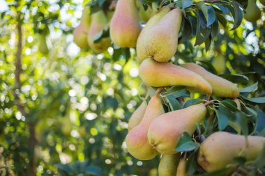 Meyve bahçesindeki bir ağaçtan sarkan olgun Abate Fetel armutlarından oluşan bir küme canlı yeşil yapraklar ve içinden süzülen güneş ışığı bu birinci sınıf armut çeşitliliğini doğal bir ortamda sergiliyor..