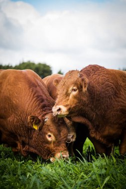 Close-up of a Limousin bull standing in a green pasture, showcasing its muscular build and reddish-brown coat under a partly cloudy sky. clipart