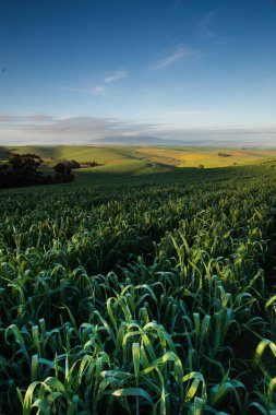 Expansive wheat field under a dramatic sky with scattered clouds and sun rays shining over the Swartland region, South Africa. clipart