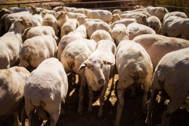 Yakın zamanda bir ağılda kesilen bir grup koyun, sıcak güneş ışığı altında yan yana duruyorlar, çiftlik hayvanları yönetimi ve kırsal tarım uygulamaları sergiliyorlar..