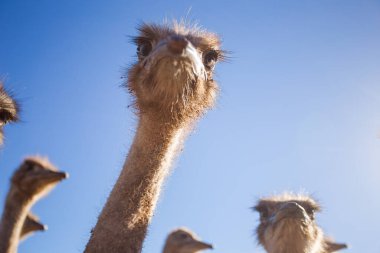 Low-angle close-up of a group of curious ostriches against a bright blue sky, highlighting their long necks and distinctive facial expressions. clipart