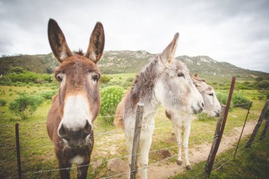 Dikenli tellerin yanında duran eşekler yemyeşil bir kırsal alanda bulutlu bir gökyüzünün altında yuvarlanan yeşil tepeler.