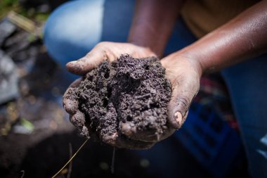 Close-up of hands holding rich, dark compost, emphasizing sustainable farming and soil health practices. clipart