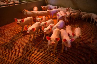 Modern bir domuz çiftliği tesisinde bir grup yavru domuz sıcak yapay ışıklandırma altında döşeme sisteminin üzerinde duruyorlar..