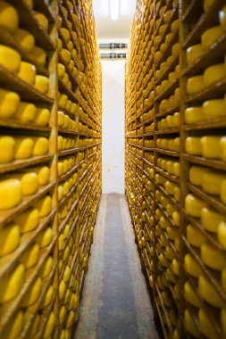 Geleneksel peynir olgunlaşma odasında ahşap raflarda yaşlanan peynir tekerlekleri kontrollü bir ortamda peynir olgunlaşma sürecini gösteriyor..