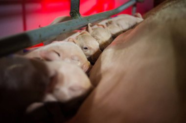 Kontrollü bir tarım ortamında annelerinin emzirdiği domuz yavrularının yakın plan çekimi. Ilık ışıkla yıkanmış, çiftlik hayvanlarının yetiştirme yönünü gözler önüne seriyor..