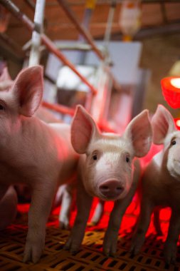 Group of young piglets in a modern pig farming facility, standing on a slatted flooring system under warm artificial lighting. clipart