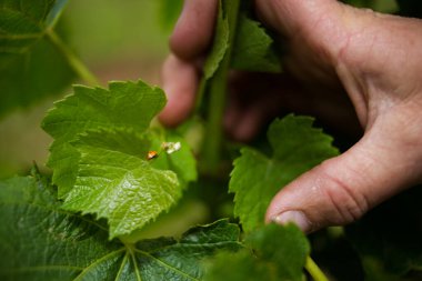 Close-up of a hand inspecting green grapevine leaves in a vineyard with a ladybug visible on the leaf, showcasing natural pest control and sustainable farming practices. clipart