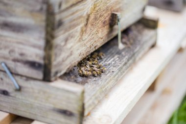 Parlak, bulutlu bir gökyüzünün altında çimenli bir çayırda, ahşap paletlere bağlanmış iki ahşap arı kovanı kırsal alanda doğal arıcılık uygulamaları sergiliyor..