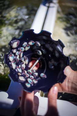 Baby abalone in a breeding facility, highlighting the intricate textures and unique blue-green tones of this prized shellfish during its early growth stage. clipart