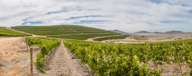 Beautiful vineyards in the Western Cape of South Africa, showcasing lush green vines under a cloudy sky, set against a backdrop of rolling hills and natural beauty. clipart