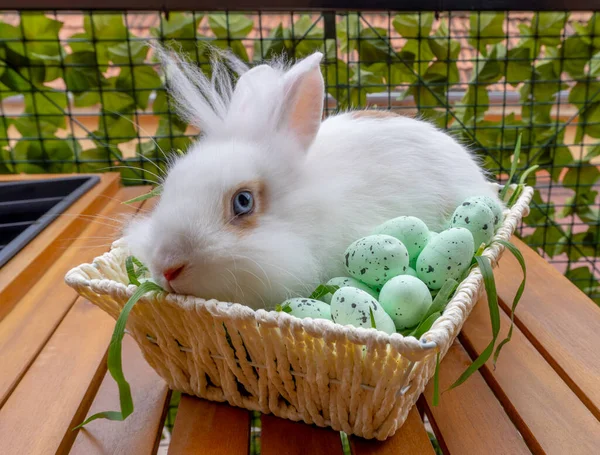 复活节小兔子在篮子里 有装饰好的鸡蛋 — 图库照片