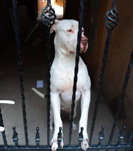 Dog behind bars White american pit bull