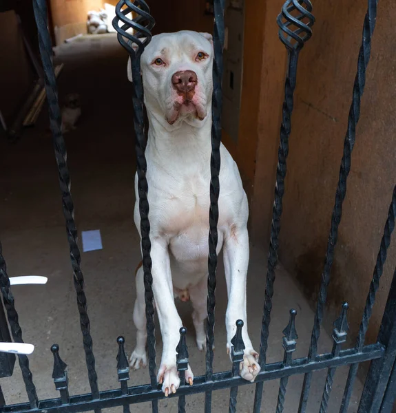 Hond Achter Tralies Witte Amerikaanse Pitbull — Stockfoto