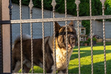 Amerikan Akita köpek çiftliği ev bahçesinde