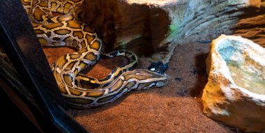 Akvaryumdaki retiküle piton fotoğrafı (Python reticulatus), Güneydoğu Asya 'da bulunan bir piton türüdür. Onlar dünyanın en uzun yılanları.
