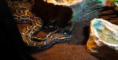 Akvaryumdaki retiküle piton fotoğrafı (Python reticulatus), Güneydoğu Asya 'da bulunan bir piton türüdür. Onlar dünyanın en uzun yılanları.