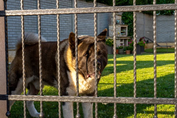 美国秋田犬种在自家花园 — 图库照片