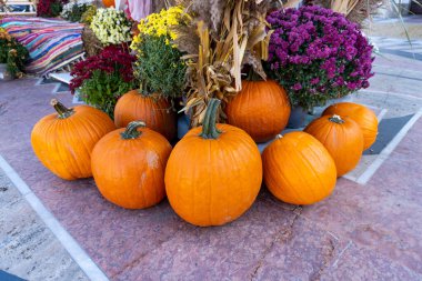 Balkabakları Cadılar Bayramı Cadılar Bayramı Sonbahar Dekorasyonu ve Çiçekleri