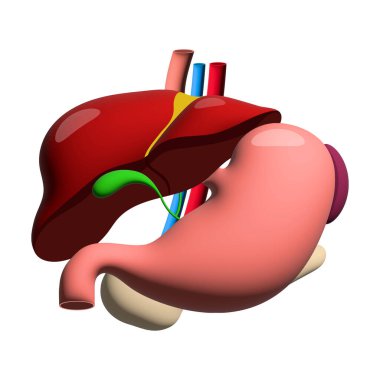 Gerçekçi karaciğer mide dalağı pankreas anatomi yapısı. Hepatik sistem organı, sindirim safra kesesi organı. Tıbbi uyuşturucular, eczane ve eğitim tasarım vektörü için insan karaciğeri