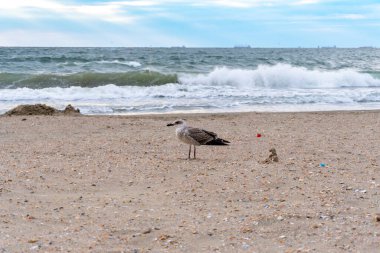 Yalnız genç martı ayrı duruyor