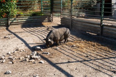 Hayvanat bahçesindeki şişko domuz Köstence Romanya