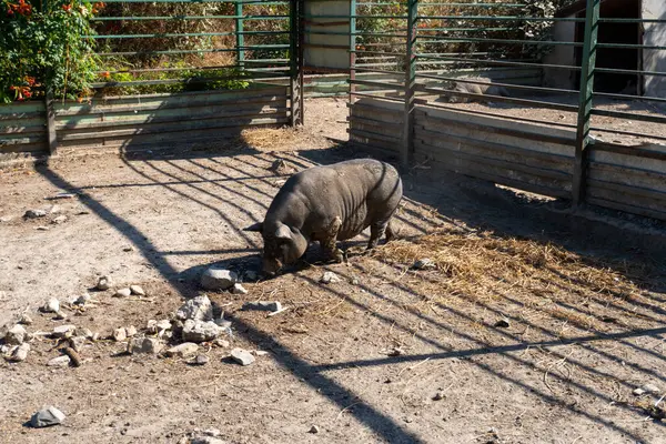 stock image Fat pig at zoo Constanta Romania