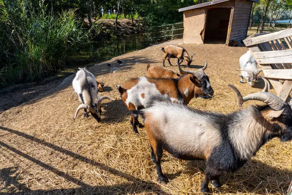 stock image Pygmy goats at zoo Constanta Romania