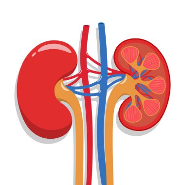 Kidney healthcare vector concept. Doctors search for information to diagnose urinary tract disease. kidney failure, kidney stones, Treatment of pyelonephritis, Medical concept clipart