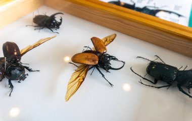 Büyük sarı gergedan böceği Eupatorus gracilicornis beyaz arka planda dinlenirken canlı renklerini ve karmaşık kanat şekillerini sergiliyor.