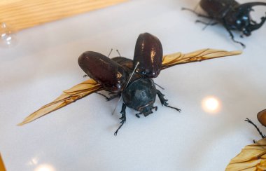 Dişi bir Megaoma aktris böceği beyaz arka planda izole edilmiş.