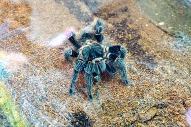 Güzel tarantula örümceği ağı