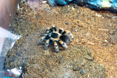 Güzel tarantula örümceği ağı