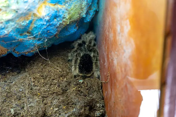 Güzel tarantula örümceği ağı