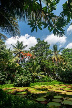 Güzel tropikal Asya peyzajlı bahçesinde dev bir nilüfer havuzu