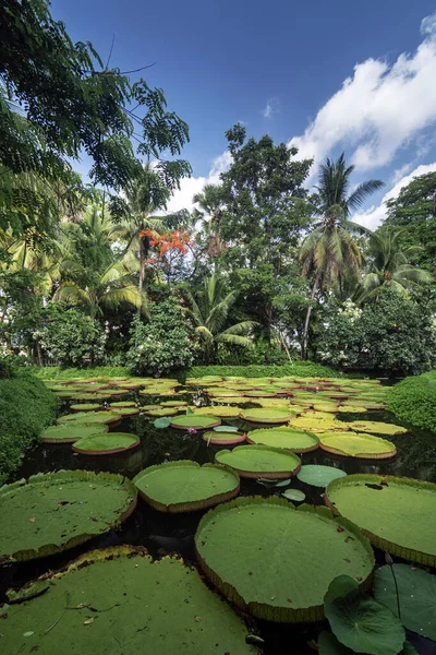 Wiktoria Gigant Lilia Wodna Staw Pięknym Tropikalnym Azjatyckim Ogrodzie Krajobrazowym — Zdjęcie stockowe