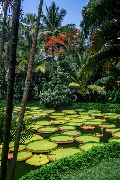 Victoria Uriaș Iaz Crin Apă Frumoasa Grădină Tropicală Asiatică Amenajată — Fotografie, imagine de stoc
