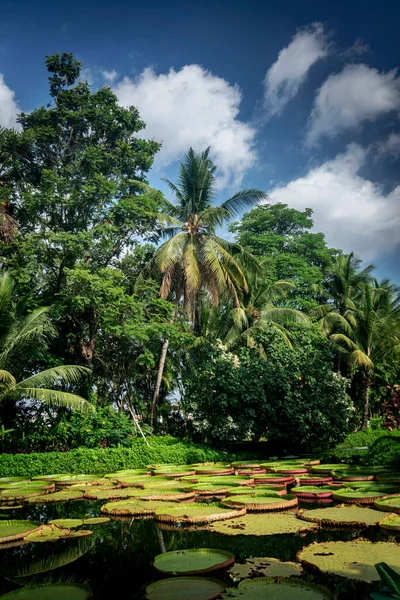 Wiktoria Gigant Lilia Wodna Staw Pięknym Tropikalnym Azjatyckim Ogrodzie Krajobrazowym — Zdjęcie stockowe