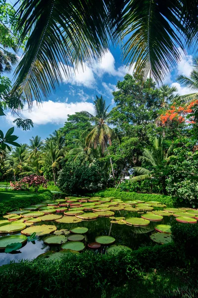 Victoria Obří Vodní Leknín Krásné Tropické Asijské Krajinářský Zahrada — Stock fotografie