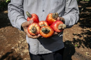 Güneşli bir günde Tayland çiftliğinde olgun kaju meyvesi tutan çiftçi.