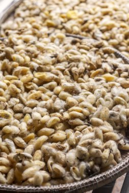 İpek Adası Kamboçya 'daki geleneksel çiftlikte taze toplanmış çiğ sarı ipek böceği kozaları.