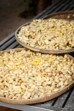 İpek Adası Kamboçya 'daki geleneksel çiftlikte taze toplanmış çiğ sarı ipek böceği kozaları.