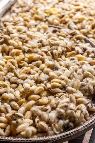 İpek Adası Kamboçya 'daki geleneksel çiftlikte taze toplanmış çiğ sarı ipek böceği kozaları.