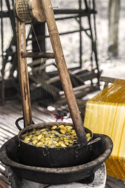 Kamboçya çiftliğinde geleneksel ipek böceği üretimi metodu.