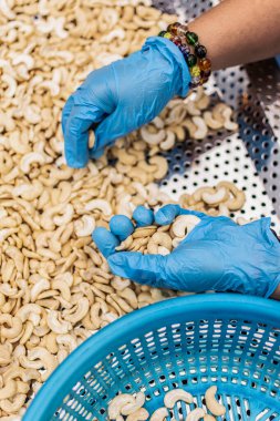 Kamboçya 'daki modern endüstriyel tarım fabrikasında ceviz ayıran işçiler.