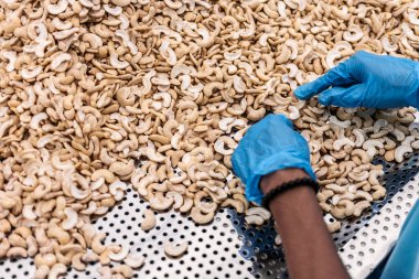 Kamboçya 'daki modern endüstriyel tarım fabrikasında ceviz ayıran işçiler.