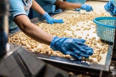 Kamboçya 'daki modern endüstriyel tarım fabrikasında ceviz ayıran işçiler.