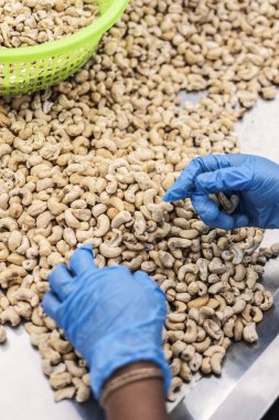 Kamboçya 'daki modern endüstriyel tarım fabrikasında ceviz ayıran işçiler.