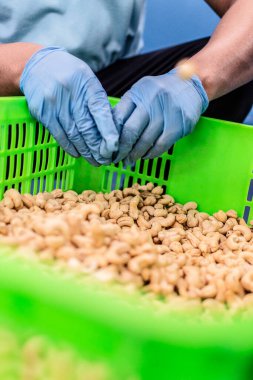 Kamboçya 'daki modern endüstriyel tarım fabrikasında ceviz ayıran işçiler.