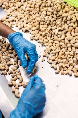 Kamboçya 'daki modern endüstriyel tarım fabrikasında ceviz ayıran işçiler.